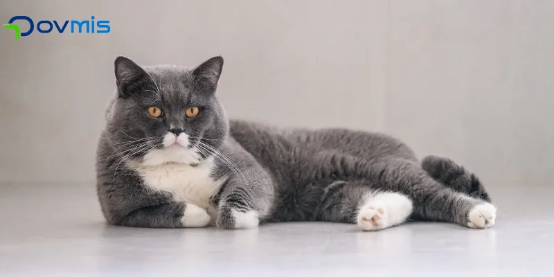 Tüy toplama kedi