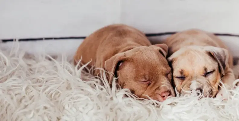 evcil hayvanli evlerde hali kabartma