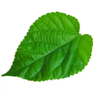 halidan dut yapragi ile dut lekesi cikarma 300x300 halidan dut yapragi ile dut lekesi cikarma 300x300